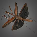 Detailed Brown Mantis with Spread Wings and Slender Legs on Gray Background