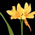 Vibrant Yellow Flowers With Green Leaves On Black Background Arrangement