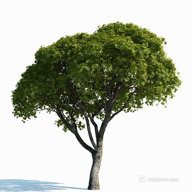 Lush Green Arbor With Dense Canopy And Strong Trunk In Natural Setting 3d model