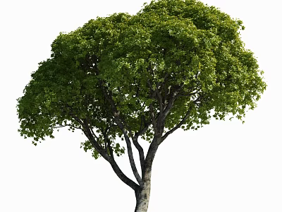 Lush Green Arbor With Dense Canopy And Strong Trunk In Natural Setting 3d model