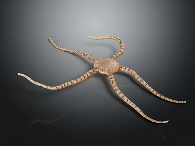 Isolated Detailed Realistic Brown Striped Starfish With Elongated Arms On Dark Background 3d model