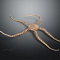 Isolated Detailed Realistic Brown Striped Starfish With Elongated Arms On Dark Background