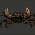 Brown Reptile with Textured Carapace and Orange Claws on Gray Surface
