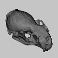 Animal Skull Display On Dark Background From URE Lab University Of Nevada