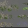 Various Ornamental Grasses and Herbaceous Plants in Green Purple White with Clumping Tufted Growth