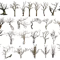 Diverse Deciduous Arbor Trees Collection With Various Bare Branch Structures And Shapes