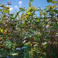 Vibrant Shrubs with Green Leaves Red Stems and Purple White Flowers in Sunlit Garden