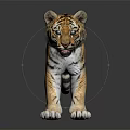 Young Tiger Cub With Striped Fur Standing On Black Reflective Surface