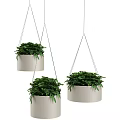 Three White Hanging Planters with Lush Green Foliage for Indoor Decor