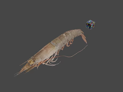 Fresh Raw Whole Shrimp Seafood Ingredient for Home Cooking Dishes 3d model