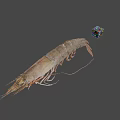 Fresh Raw Whole Shrimp Seafood Ingredient for Home Cooking Dishes