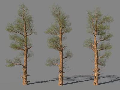 Three Tall Trees With Thick Trunks And Green Leaves On Branches Against Gray Background 3d model