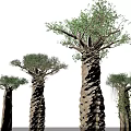 Baobab Trees With Thick Trunks And Green Foliage On Black Background 3d model