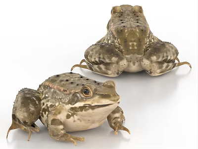 Aquatic Frogs With Brown Spotted Skin In Different Poses And Realistic Texture Details 3d model