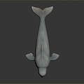 Modern Beluga Dolphin Dolphin 3d model