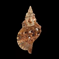 Brown And White Spiral Shell Decorative Ornament Set With Natural Texture For Home Decor