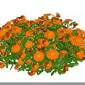 Vibrant Orange Flowers With Lush Green Leaves In Natural Garden Cluster