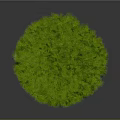 Lush Round Green Well Trimmed Bush Plant On Gray Background View