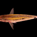 Vibrant Red And Yellow Spotted Fish With Whisker Like Features And Distinctive Markings