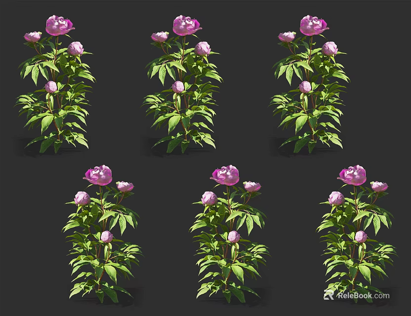 Pink Peony Plants With Green Leaves And Multiple Blooming Flowers On Black Background 3d model 