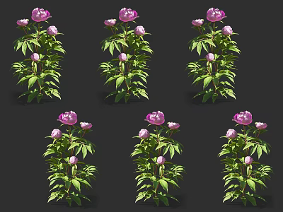 Pink Peony Plants With Green Leaves And Multiple Blooming Flowers On Black Background 3d model