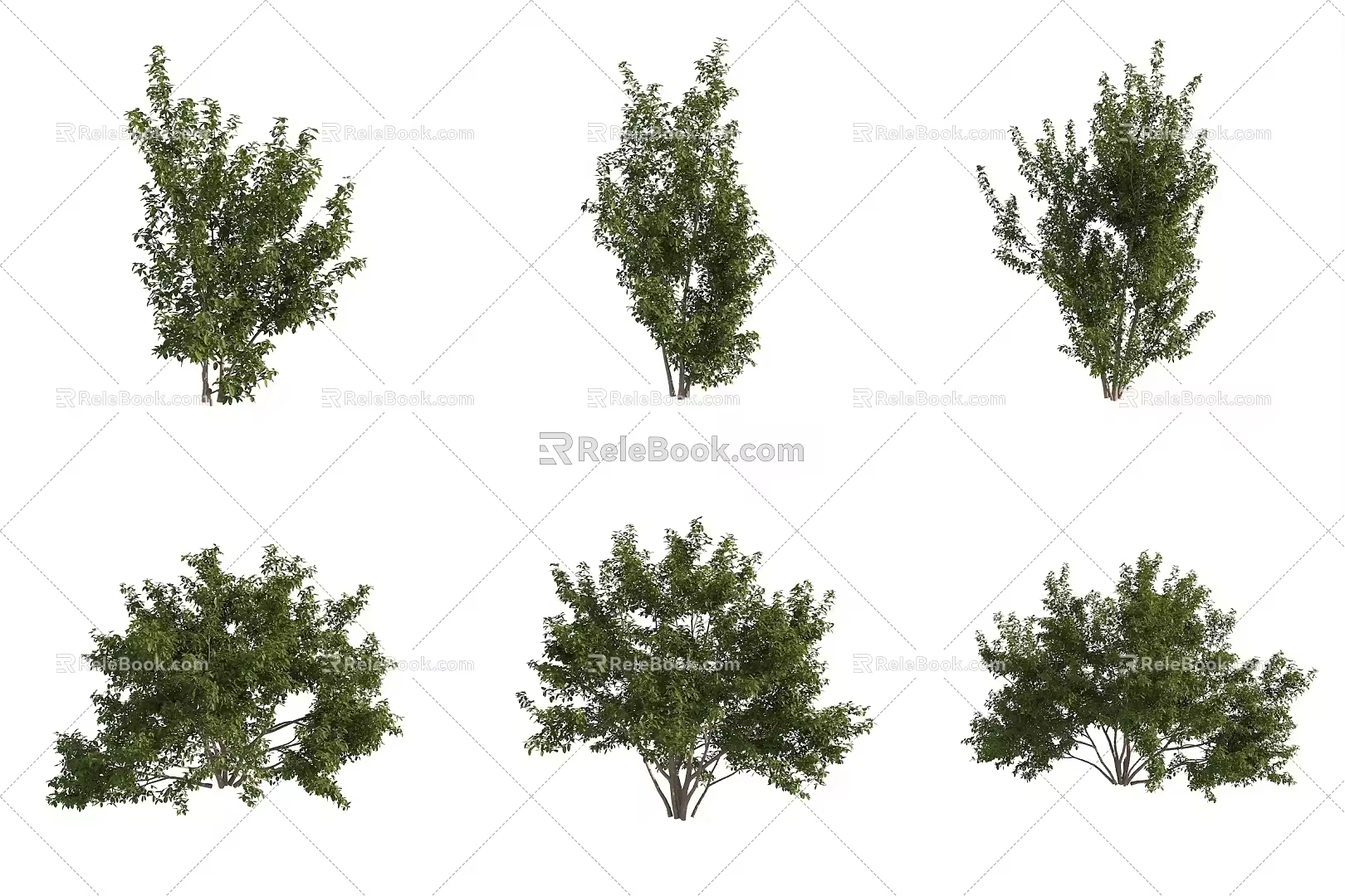 Beef hoof bean tree street tree shrub 3d model