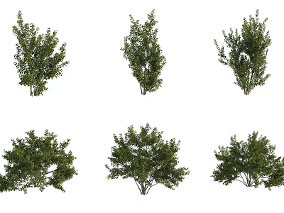 Various Shaped Arbor Trees With Lush Green Foliage For Landscape Design 3d model