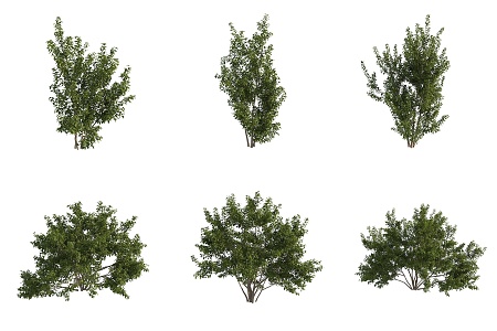 Beef hoof bean tree street tree shrub 3d model