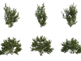 Beef hoof bean tree street tree shrub 3d model