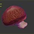 Mushroom Organ Like Structure With Hair Like Texture On Red Orange Cap And White Stem