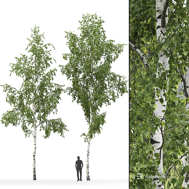 Birch Trees With White Trunks And Green Leaves In Natural Outdoor Setting 3d model 
