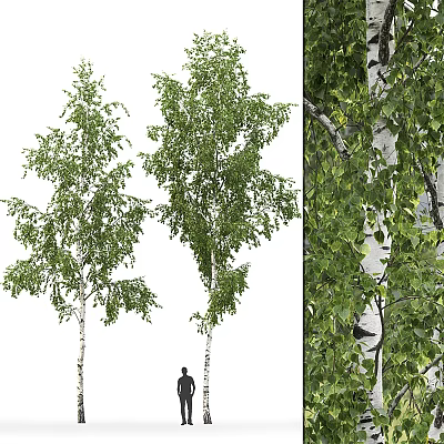 Modern Birch 3d model