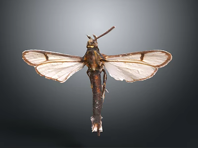Macro View of Moth with Transparent Wings Brown Patterns Slender Body and Long Antennae 3d model
