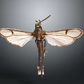 Macro View of Moth with Transparent Wings Brown Patterns Slender Body and Long Antennae