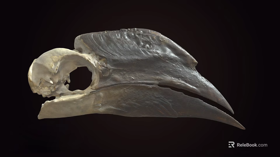 Ancient Fossil Skull With Large Sharp Beak And Detailed Bone Structure 3d model 