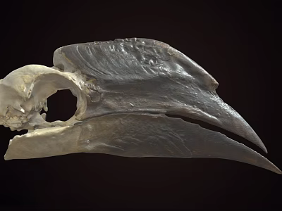 Ancient Fossil Skull With Large Sharp Beak And Detailed Bone Structure 3d model