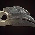 Ancient Fossil Skull With Large Sharp Beak And Detailed Bone Structure 3d model
