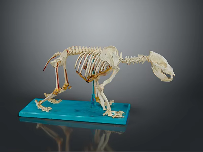 Detailed Animal Skeleton Model On Blue Base Showing Anatomical Structure Features 3d model