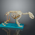 Detailed Animal Skeleton Model On Blue Base Showing Anatomical Structure Features 3d model