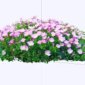 Vibrant Garden Bush With Pink And White Blooming Flowers And Green Leaves