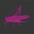 Detailed Green Grasshopper With Long Antennae Legs And Reflection On Dark Background