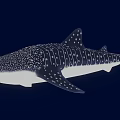 Spotted Black and White Whale Shark Game and Movie Character Marine Creature Design