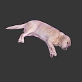 Yellow Labrador Retriever lying on black smooth surface with body stretched out resting