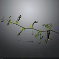 Detailed Plant Branch With Green Leaves Yellow Flowers And Small Pods