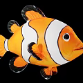 Clownfish With Orange And White Stripes And Black Edged Fins On Black Background
