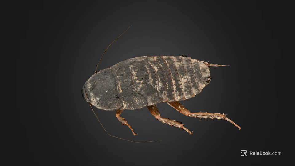 Detailed Cockroach View on Black Background Showing Exoskeleton Legs and Antennae 3d model 