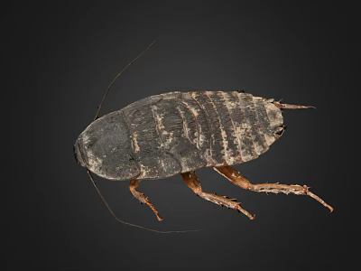 Detailed Cockroach View on Black Background Showing Exoskeleton Legs and Antennae 3d model