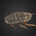Detailed Cockroach View on Black Background Showing Exoskeleton Legs and Antennae