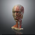 Detailed Human Head Anatomy Model Displaying Muscle And Vascular Structures for Study 3d model