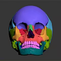 Colorful 3D Anatomical Limb Organs Model with Detailed Educational Visualization Features